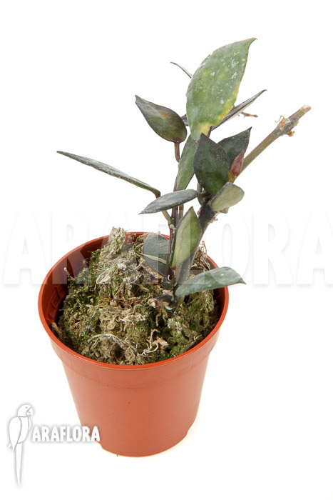 Hoya lacunosa ‚Silver leaves‘ Type B