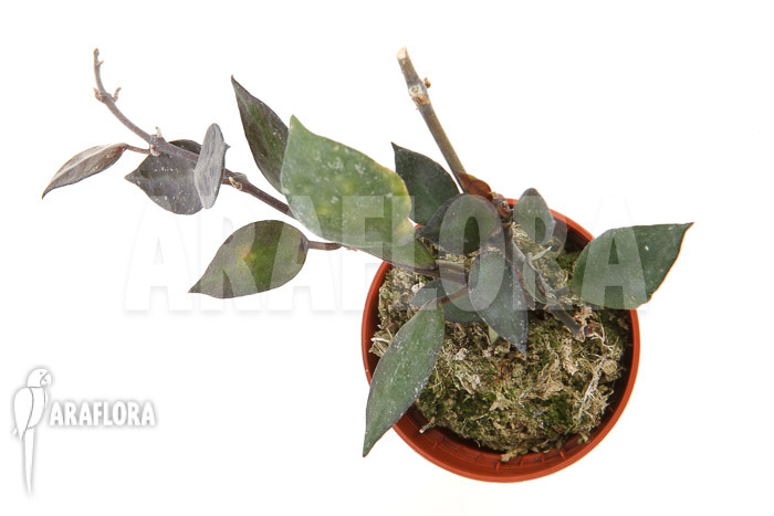 Hoya lacunosa ‚Silver leaves‘ Type B