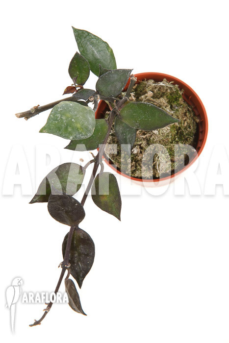 Hoya lacunosa ‚Silver leaves‘ Type B