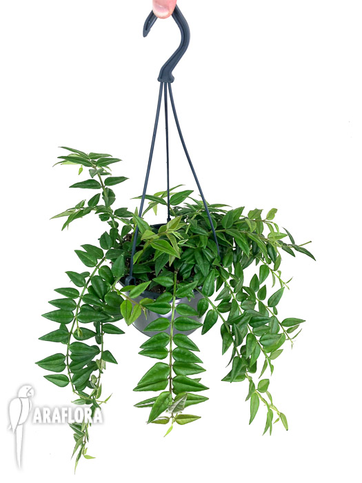 Hoya lanceolata ssp bella