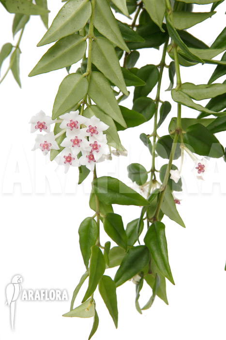 Hoya lanceolata ssp bella