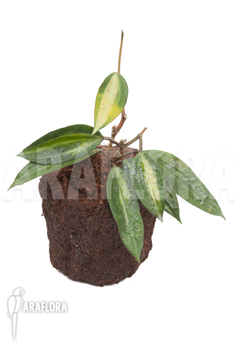 Hoya macrophylla variegata