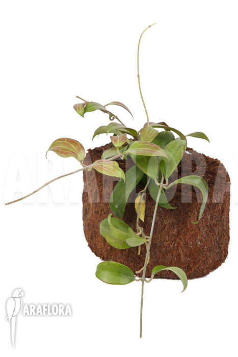 Hoya merrillii long leaf ‚L‘