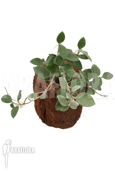 Hoya nummularioides ‚M‘