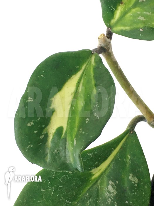 Hoya obovata variegated ‚Splash‘