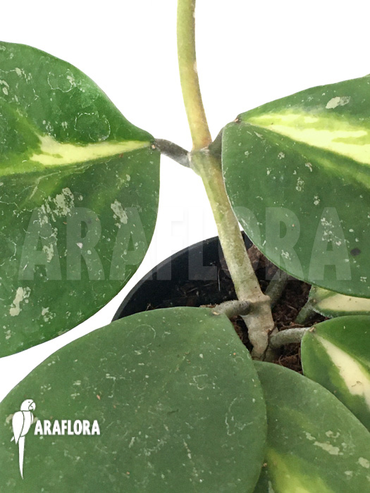 Hoya obovata variegated ‚Splash‘