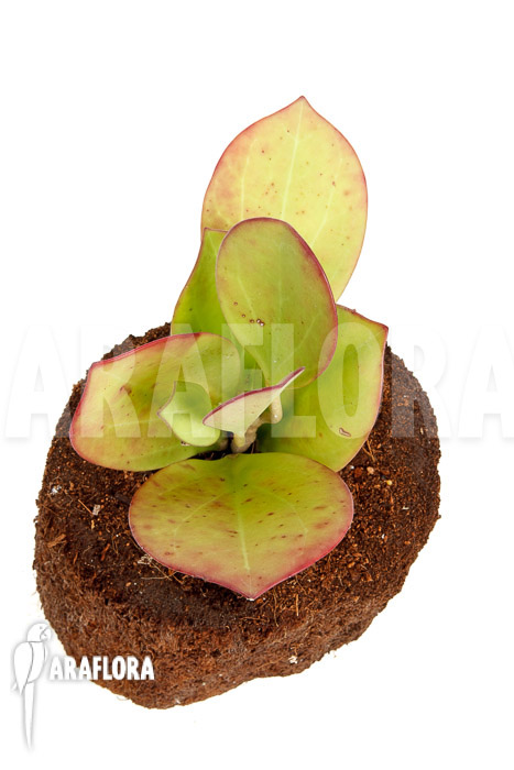 Hoya pachyclada ‚Pink Leaf‘