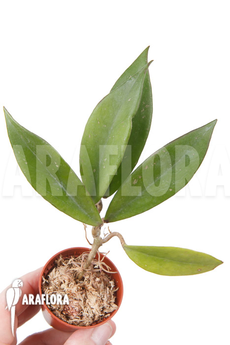 Hoya pubicalyx ‚Royal Hawaii purple‘