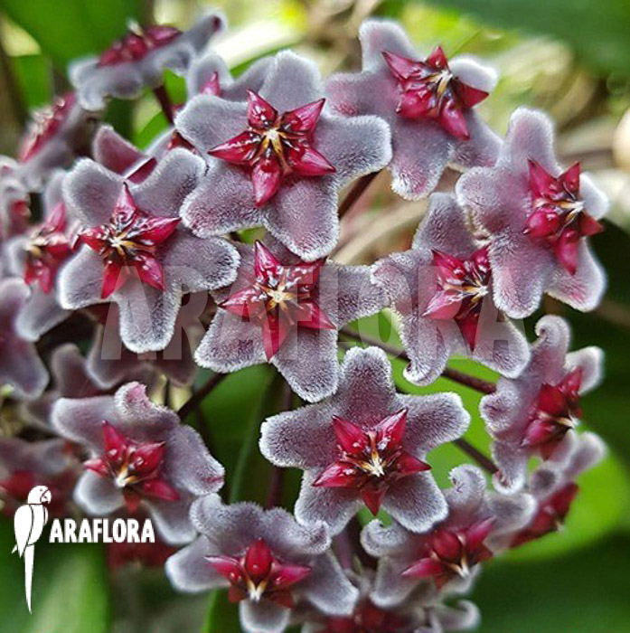 Hoya pubicalyx ‚Royal Hawaii purple‘ flower