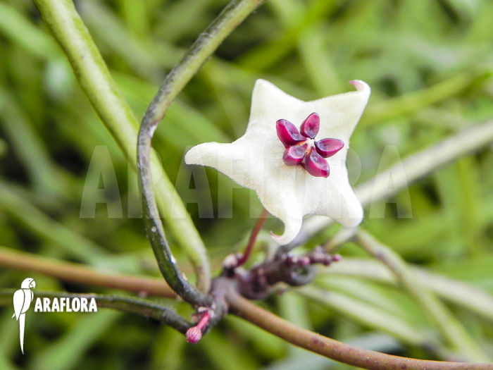 Hoya kerrii