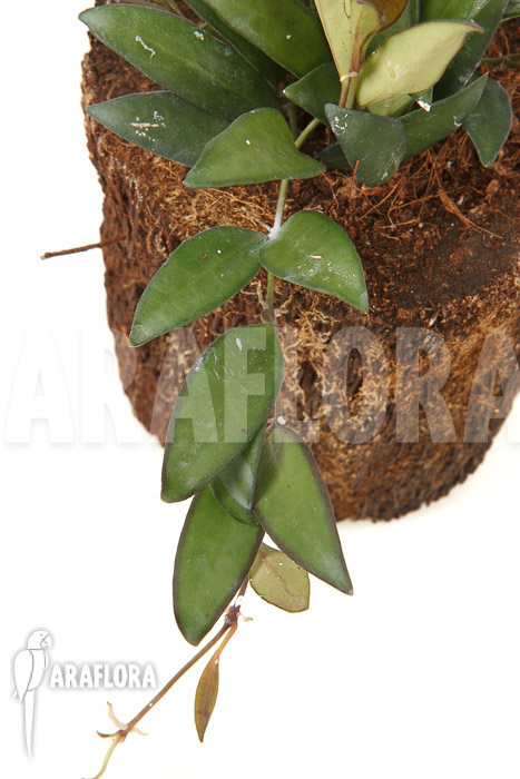 Hoya ‚Rosita‘ ( wayetii x tsangii)