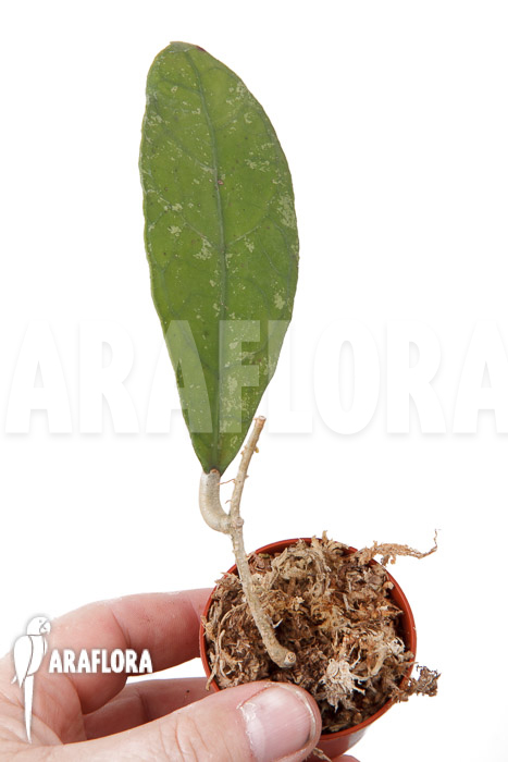 Hoya species ‚Perak srg 3227‘