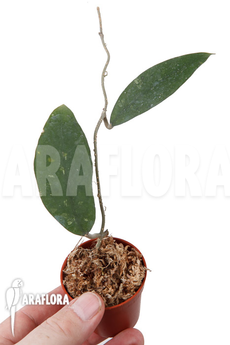 Hoya species ‚UT 168‘