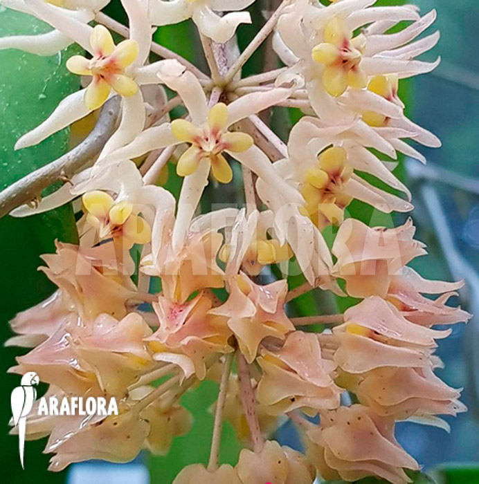 Hoya species ‚UT 168‘ flower