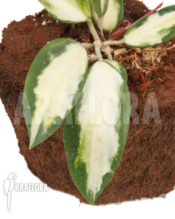 Hoya verticilata variegata