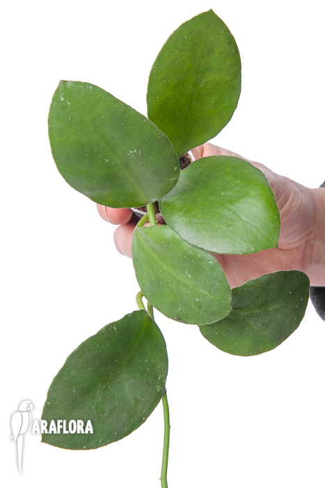 Hoya waymaniae Sabah ‚Starter‘