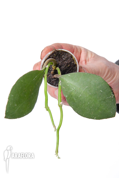 Hoya waymaniae Sabah ‚Starter‘