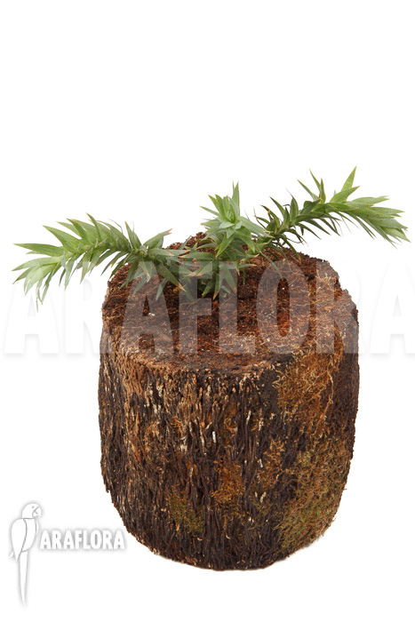 Huperzia ‚Lycopodium‘ goebelii ‚S‘