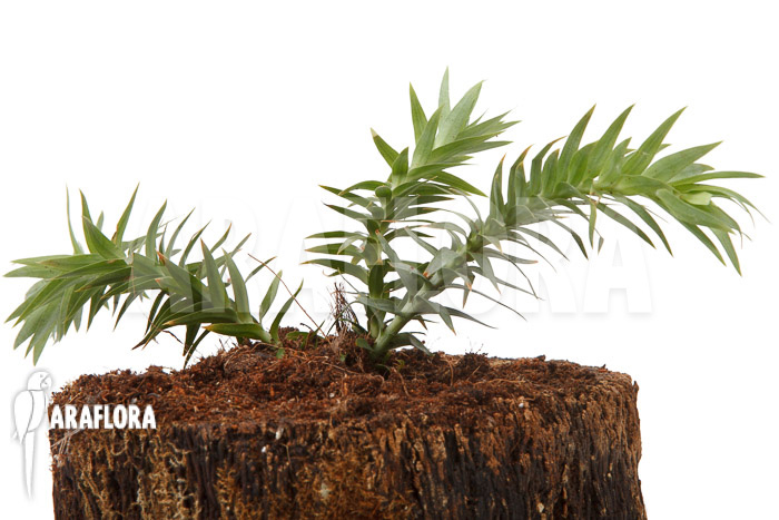 Huperzia ‚Lycopodium‘ goebelii ‚S‘