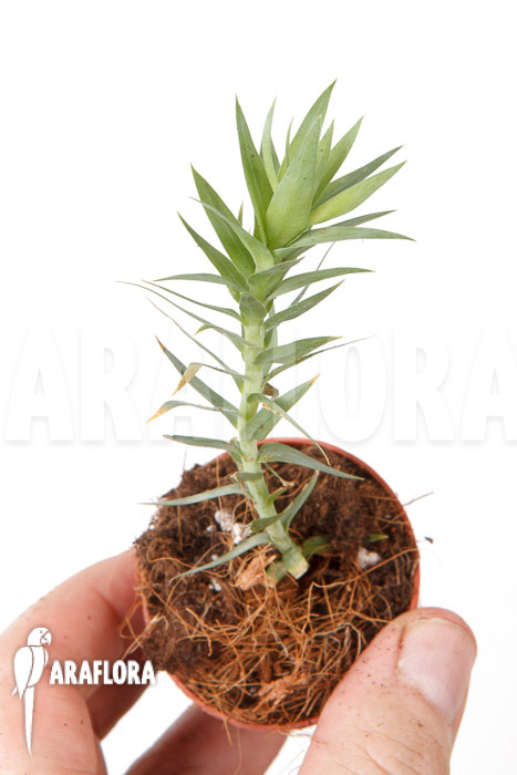 Huperzia ‚Lycopodium‘ goebelii Starter