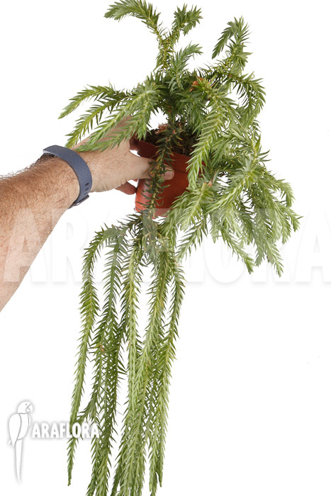 Huperzia ‚Lycopodium‘ goebelii  ‚XXL‘