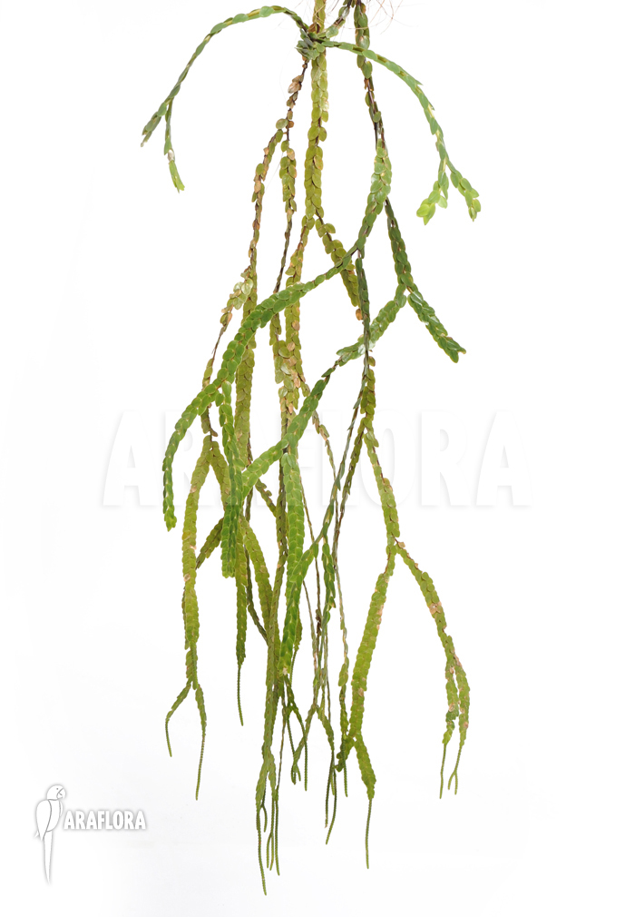 Huperzia ‚Lycopodium‘ nummulariifolia