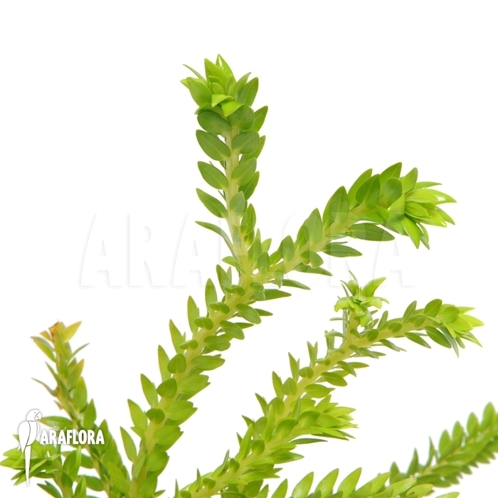 Huperzia ‚Lycopodium‘ phlegmaria