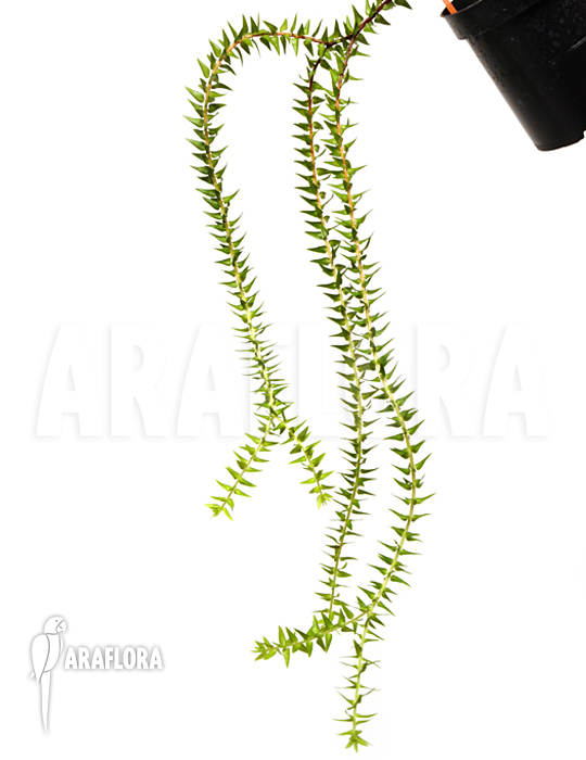 Huperzia ‚Lycopodium‘ phlegmaria’L‘