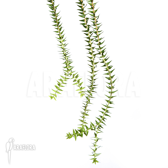 Huperzia ‚Lycopodium‘ phlegmaria’L‘