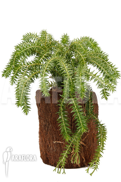 Huperzia ‚Lycopodium‘ phlegmaria ‚XL‘