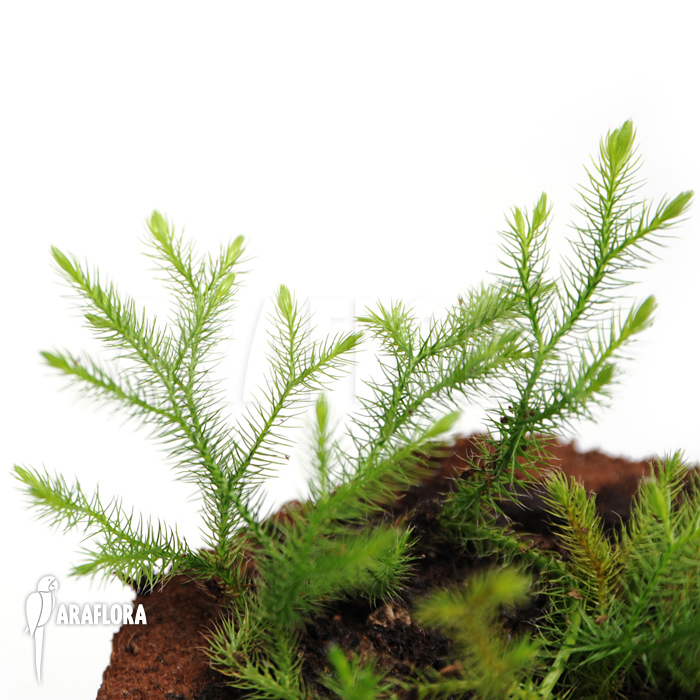 Huperzia ‚Lycopodium‘ pinifolia