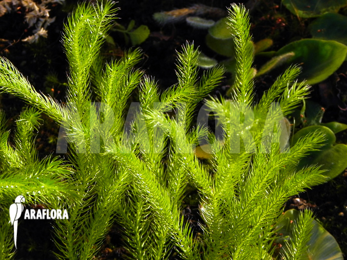 Huperzia ‚Lycopodium‘ pinifolia