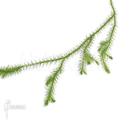 Huperzia ‚Lycopodium‘ pinifolia ‚Small‘