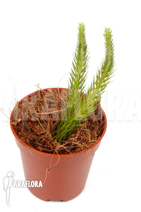 Huperzia ‚Lycopodium‘ pinifolia ’starter‘