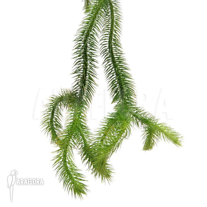 Huperzia ‚Lycopodium‘ squarrosum