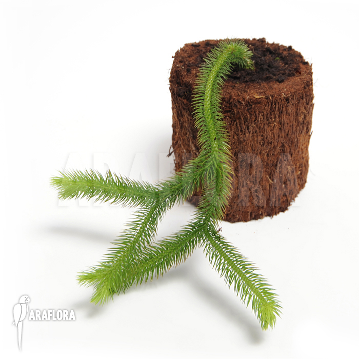 Huperzia ‚Lycopodium‘ squarrosum