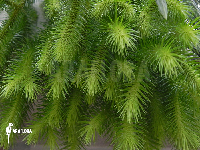 Huperzia ‚Lycopodium‘ squarrosum