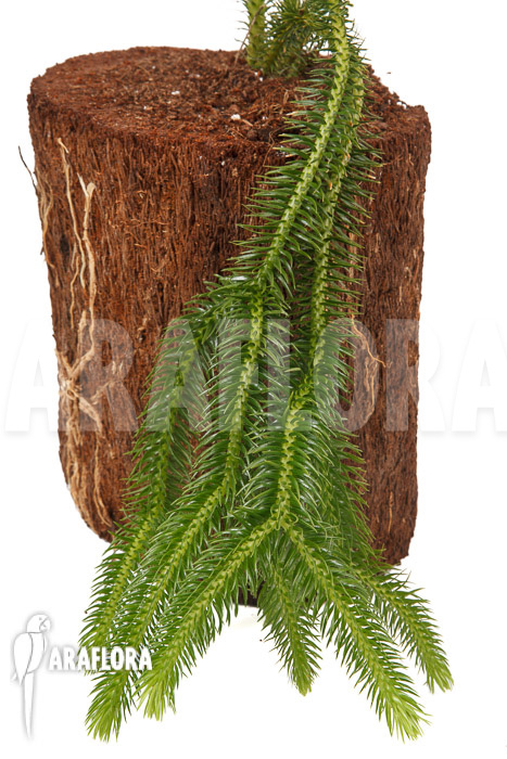 Huperzia ‚Lycopodium‘ squarrosum XL