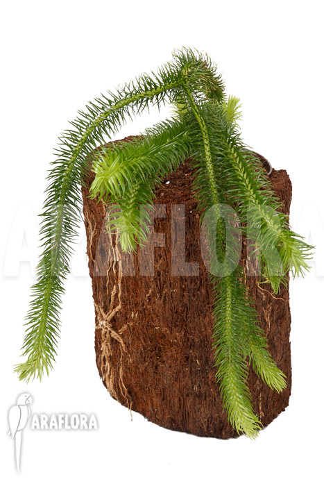 Huperzia ‚Lycopodium‘ squarrosum XL
