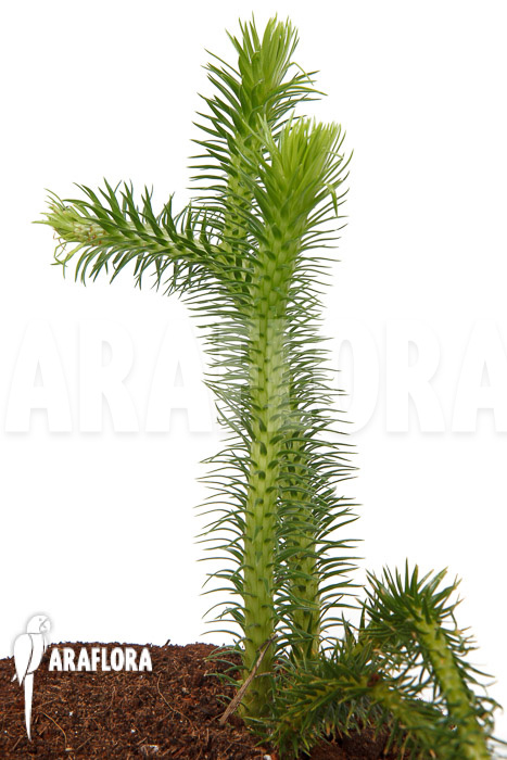Huperzia ‚Lycopodium‘ squarrosum XL