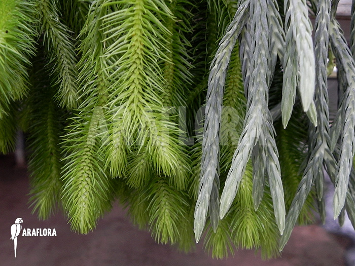 Difference between Huperzia ‚Lycopodium‘ squarrosum and Huperzia carinat