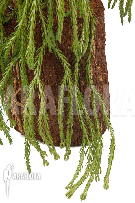 Huperzia square hybrid XL