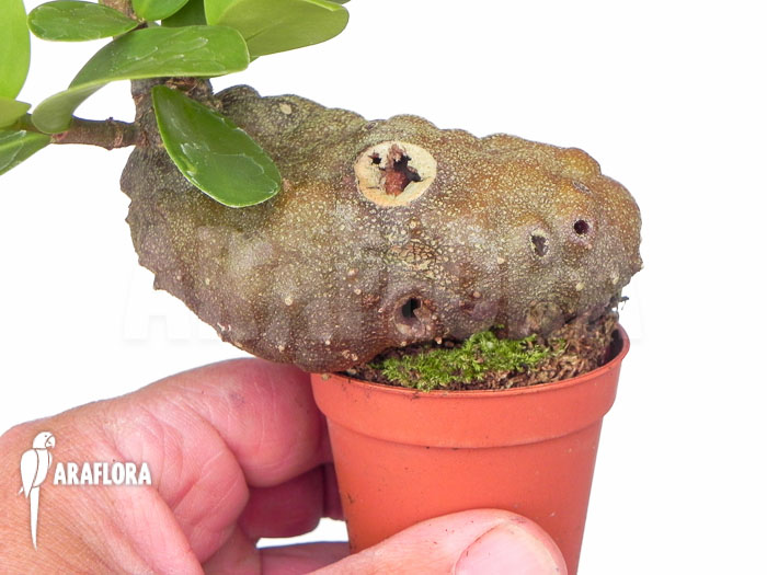 Hydnophytum formicarum ‚Starter‘