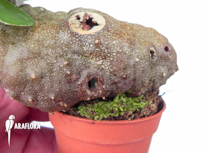 Hydnophytum formicarum ‚Starter‘