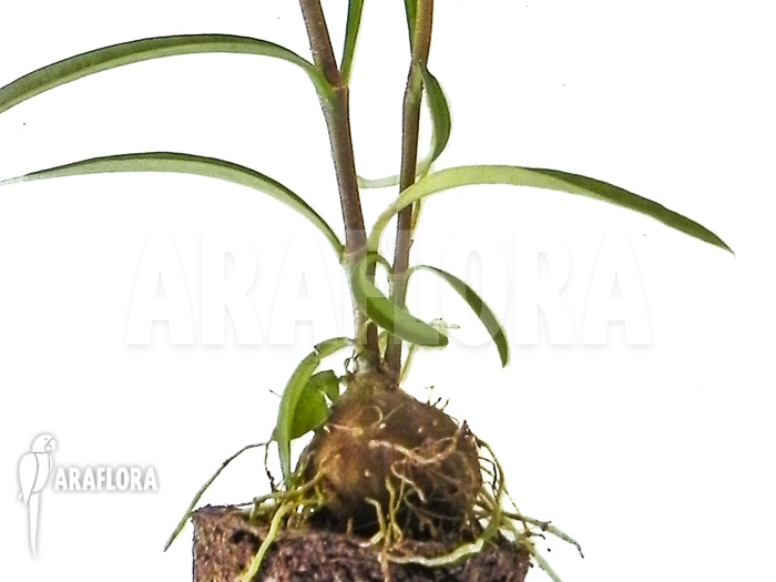 Hydnophytum perangustum ‚Needle Leaf‘ ‚Starter‘