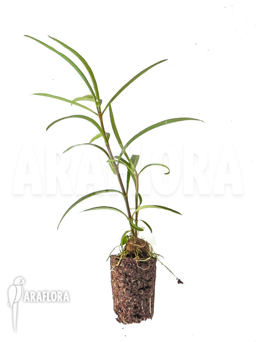 Hydnophytum perangustum ‚Needle Leaf‘ ‚Starter‘