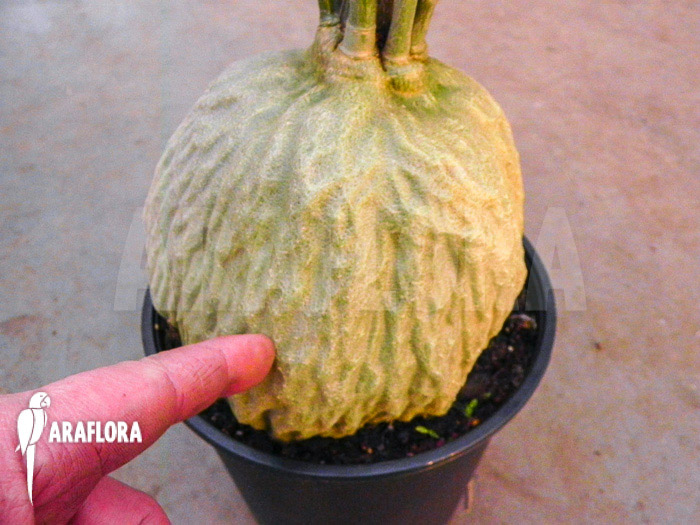 Hydnophytum simplex ‚XL‘