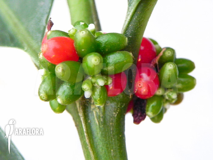 Hydnophytum simplex ‚XL‘ fruit