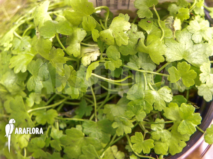 Hydrocotyle tripartita ‚Japan‘