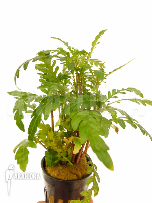 Hygrophila pinnatifida